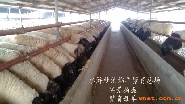点击放大